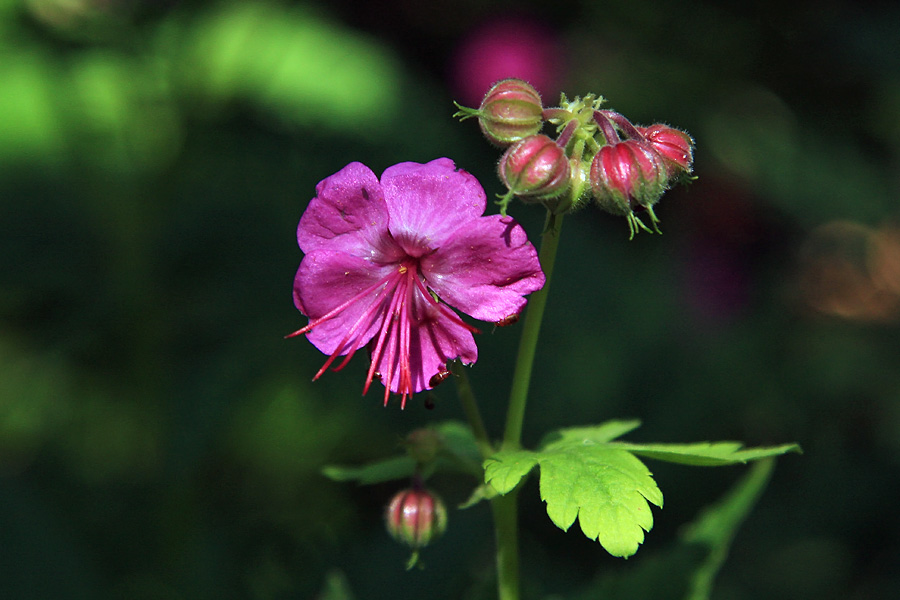 Korenikasta krvomočnica
Korenikasta krvomočnica v gozdu nad Balo
Ključne besede: korenikasta krvomočnica geranium macrorrhizum