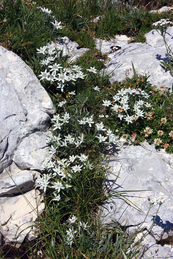 Nebeški vrt
Eno od večjih rastišč planike. Pod Briceljkom.
Ključne besede: planika leontopodium alpinum