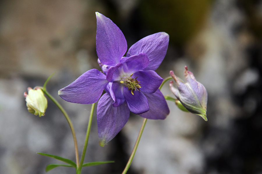 Velecvetna orlica
V dolini je veliko cvetov že ovenelih, v hribih pa so orlice šele pričele cveteti. Planina za Liscem.
Ključne besede: velecvetna orlica aquilegia nigricans