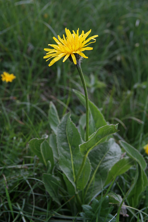 Gorski dimek
Gorski dimek na Črni prsti.
Ključne besede: gorski dimek crepis bocconi