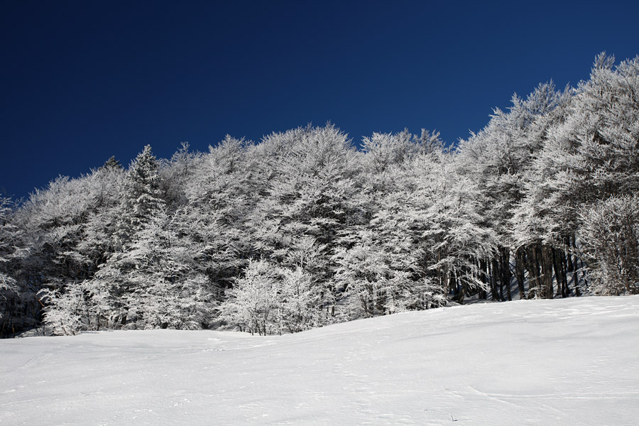 Pod Šavnikom II.
Malo snega in veliko ivja pod Šavnikom.
Ključne besede: šavnik