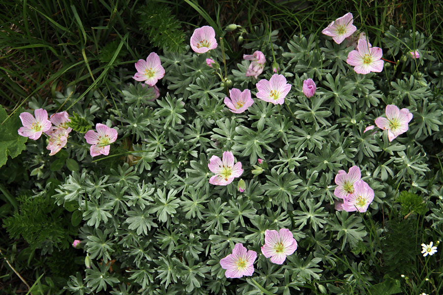 Srebrna krvomočnica
Srebrne krvomočnice na Črni prsti.
Ključne besede: srebrna krvomočnica geranium argenteum