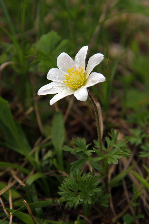 Mala vetrnica II.
Mala vetrnica na Črni prsti.
Ključne besede: mala vetrnica anemone baldensis