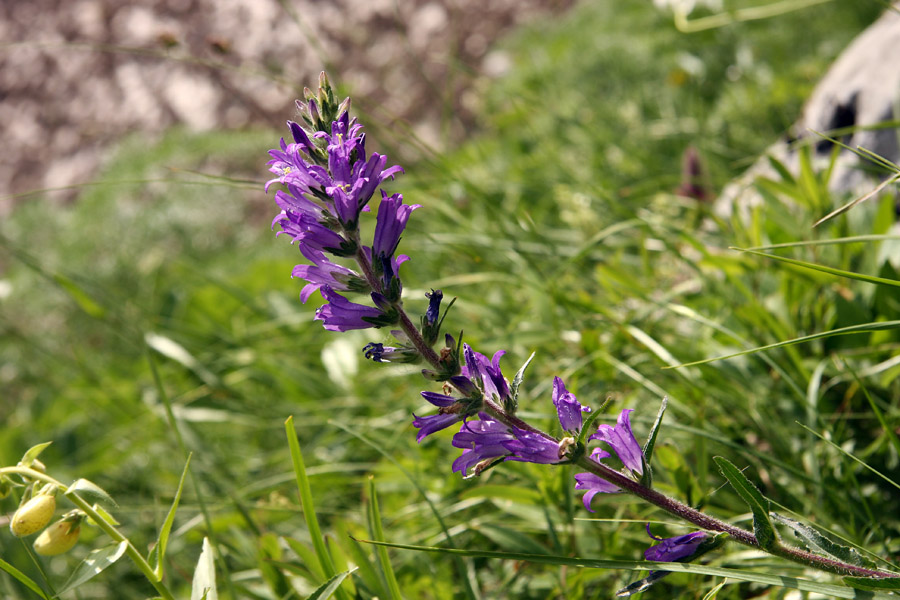 Klasasta zvončica
Kar precej primerkov raste ob poti na Briceljk.
Ključne besede: klasasta zvončica campanula spicata