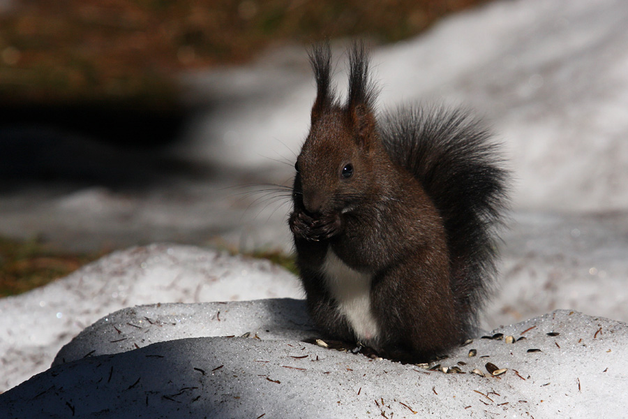 Veverica VII.
Spet hrana ...
Ključne besede: veverica sciurus vulgaris