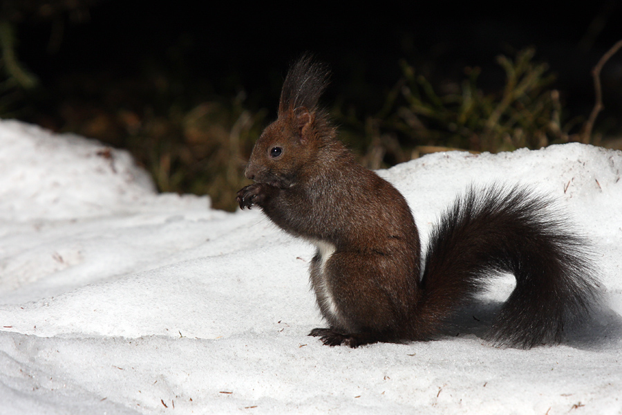 Veverica IV.
Tudi med potepom se najde kaj za pod zob.
Ključne besede: veverica sciurus vulgaris