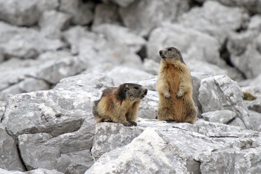 Svizca
Svizci so me spremljali vso pot po dolini Triglavskih jezer.
Ključne besede: alpski svizec marmota marmota