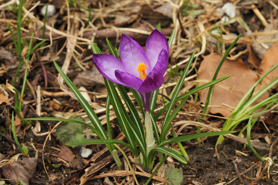 Pomladanski žafran
Pomladanski žafran.
Ključne besede: pomladanski žafran crocus vernus