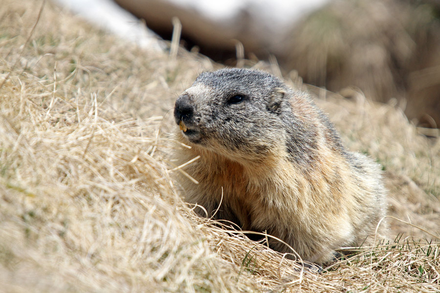 Svizec III.
Ta pa se je pasel ob poti.
Ključne besede: alpski svizec marmota marmota