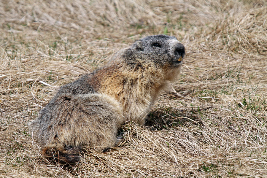 Svizec IV.
Svizec na paši.
Ključne besede: alpski svizec marmota marmota