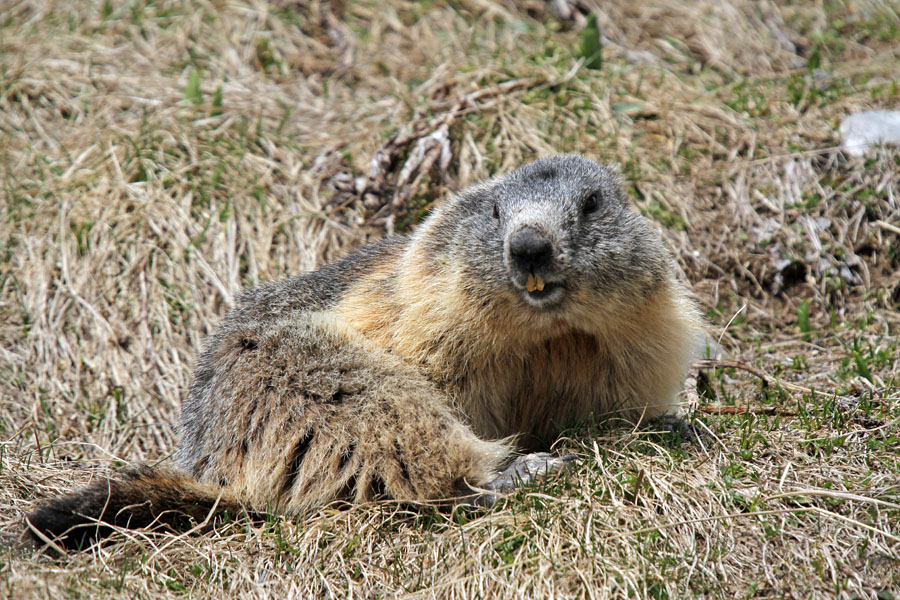 Svizec V.
Še enkrat na paši.
Ključne besede: alpski svizec marmota marmota