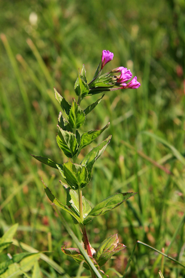 Predalpski vrbovec
Predalpski vrbovec na Planini za Migovcem
Ključne besede: predalpski vrbovec epilobium alpestre