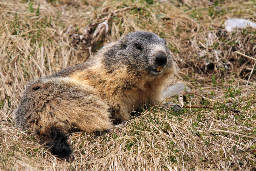 Svizec
Še nasmešek z ne preveč belimi zobmi.
Ključne besede: alpski svizec marmota marmota