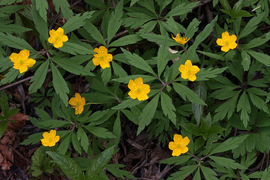 Zlatičnata vetrnica
Zlatičnate vetrnice v Bohinju ni veliko. Do sedaj sem jo našel le v Soteski.
Ključne besede: zlatičnata vetrnica anemone ranunculoides