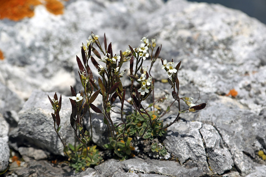 Goloplodna gladnica
Dokaj redka rastlina.
Ključne besede: goloplodna gladnica draba dubia