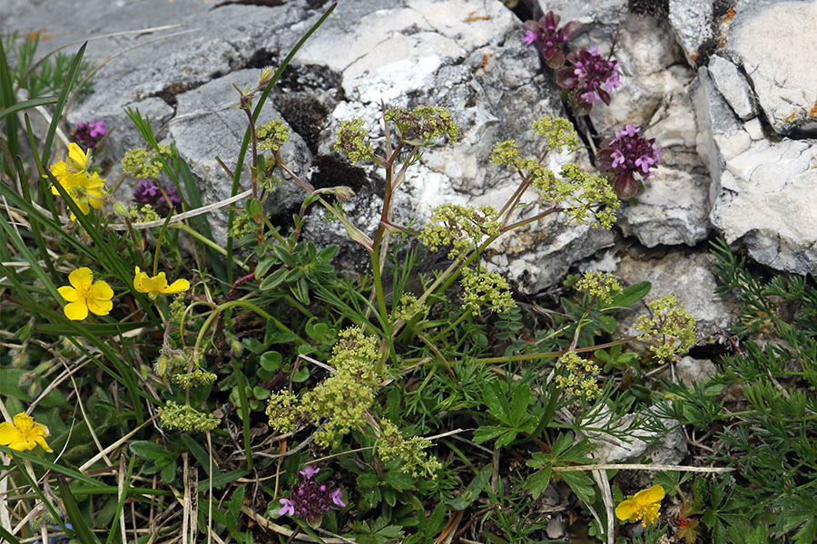 Kranjska trinija
Kot kaže dsva odkrila novo rastišče kranjske trinija na Grebenu Velikega Špičja.
Ključne besede: kranjska trinija trinia glauca subsp. carniolica