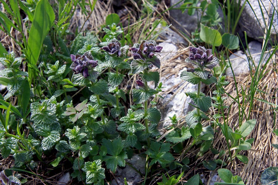 Žalujke
Alpske žalujke.
Ključne besede: alpska žalujka bartsia alpina