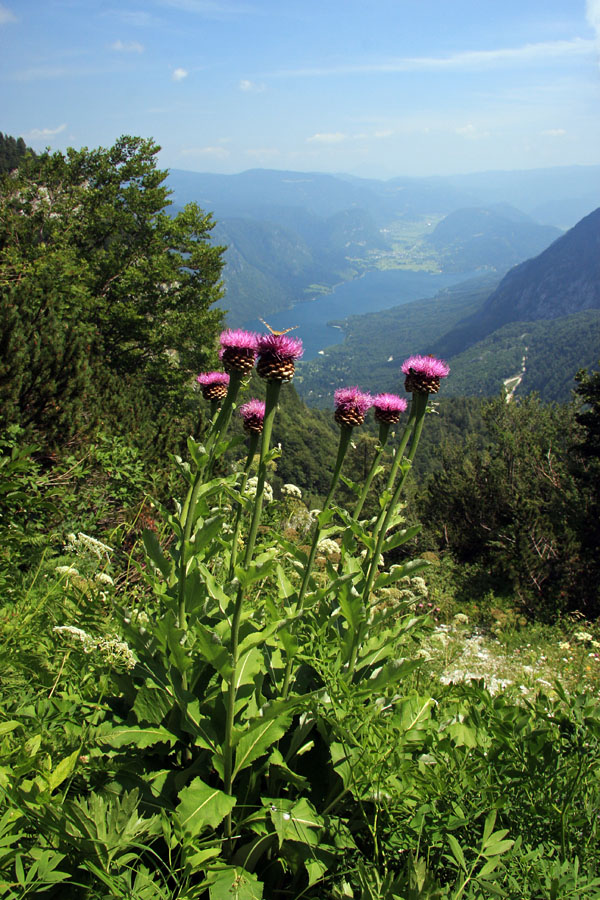 Rapontike nad Bohinjem
Rapontike nad Bohinjem.
Ključne besede: rapontika stemmacantha rhapontica