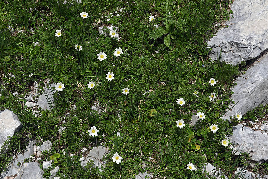 Mala vetrnica
Male vetrnice ob Zelenem jezeru.
Ključne besede: mala vetrnica anemone baldensis