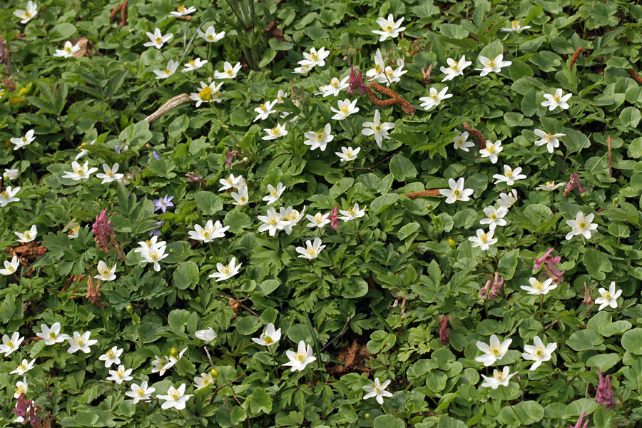 Podlesna vetrnica III.
Podlesna vetrnica.
Ključne besede: podlesna vetrnica anemone nemorosa