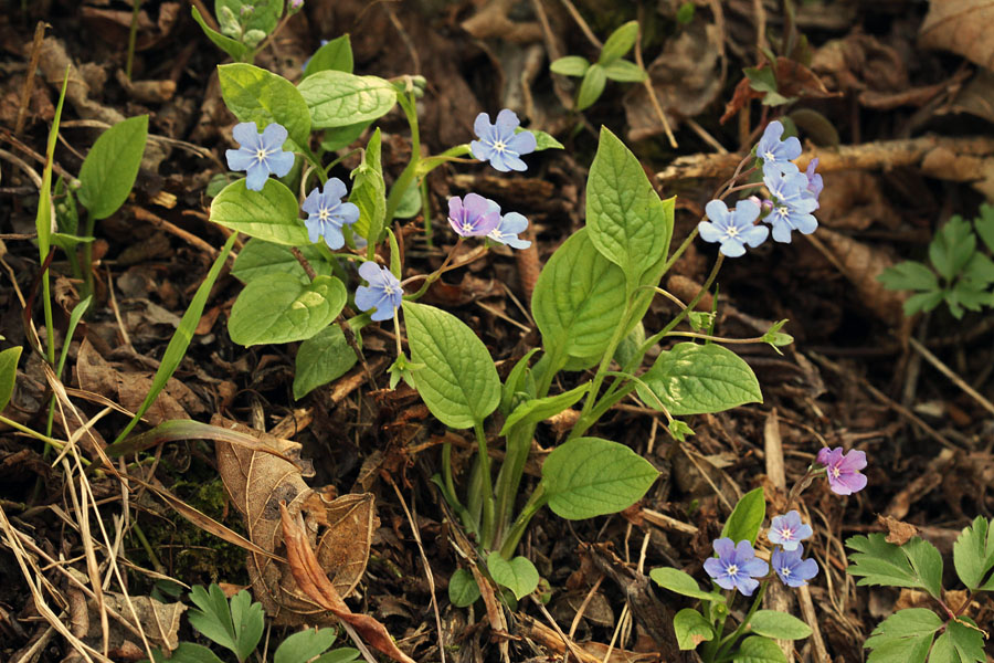 Spomladanska torilnica I.
Spominčici podobna rastlina. Ravne v Bohinju.
Ključne besede: spomladanska torilnica omphalodes verna