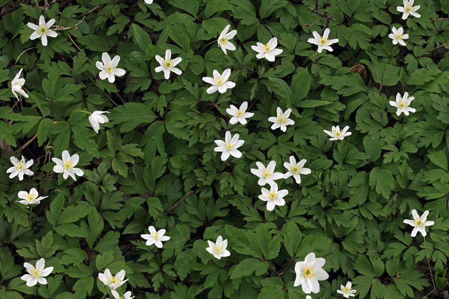 Podlesna vetrnica II.
Podlesna vetrnica.
Ključne besede: podlesna vetrnica anemone nemorosa