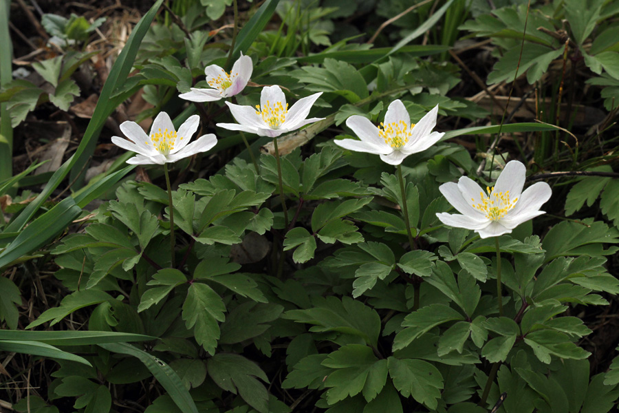 Podlesna vetrnica I.
Bil je že čas, da svoje mesto v galeriji najde tudi čisto navadna podlesna vetrnica.
Ključne besede: podlesna vetrnica anemone nemorosa