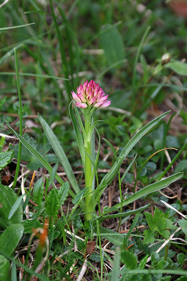 Janezova murka
Komaj odprta janezova murka.
Ključne besede: janezova murka gritella / archiducis - joannis