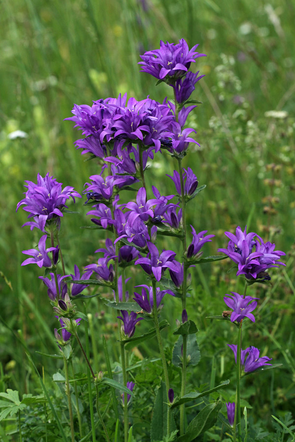 Klobčasta zvončica
Šopek klobčastih zvončic.
Ključne besede: klobčasta zvončica campanula glomerata