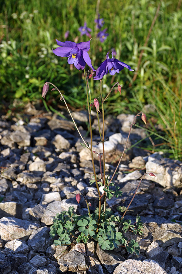 Julijska orlica
Julijska orlica.
Ključne besede: julijska orlica aquilegia julia