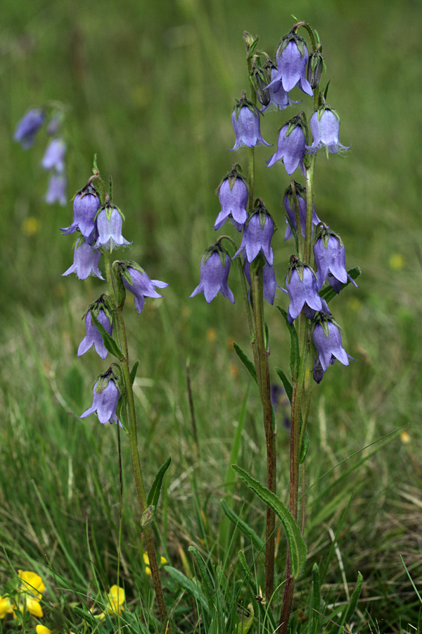 Brkata zvončica II.
Brkata zvončica v Bohinjskih planinah.
Ključne besede: brkata zvončica campanula barbata