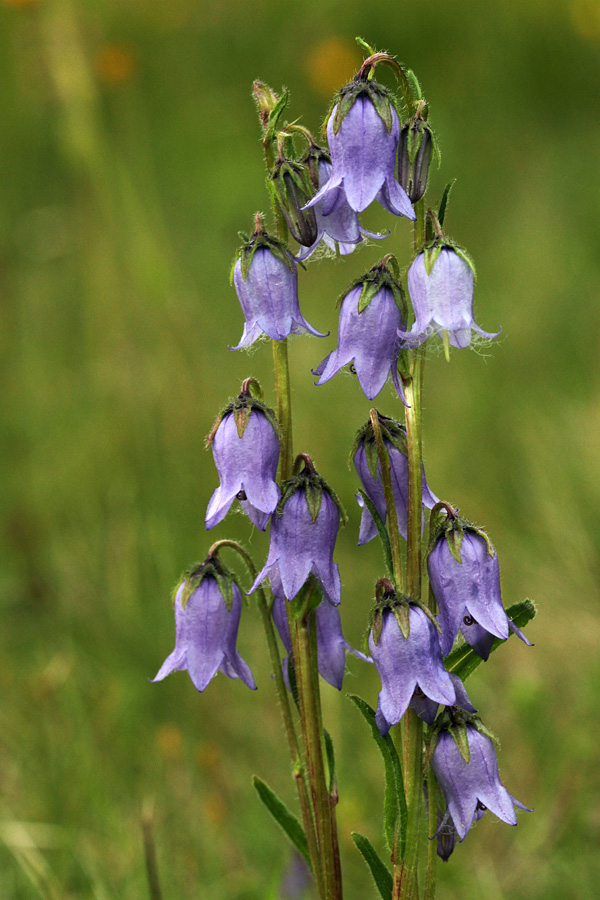 Brkata zvončica I.
Brkate zvončice sva našla cel travnik. Res lep pogled. Bohinjske planine.
Ključne besede: brkata zvončica campanula barbata