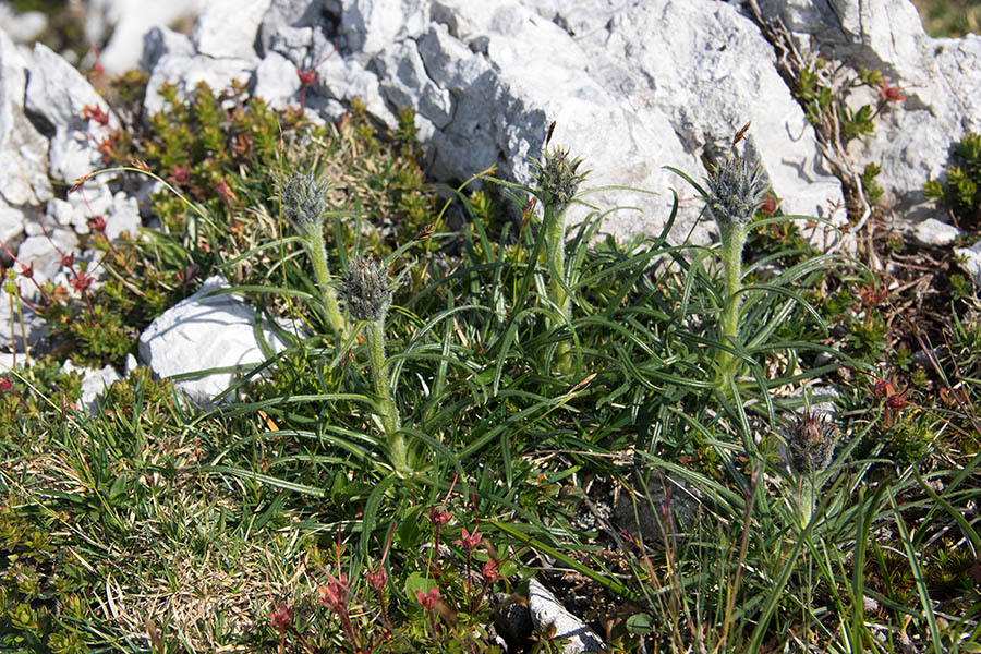 Pritlikava kosmatulja
Pritlikave kosmatulje, ki še ne cvetijo.
Ključne besede: pritlikava kosmatulja saussurea pygmaea