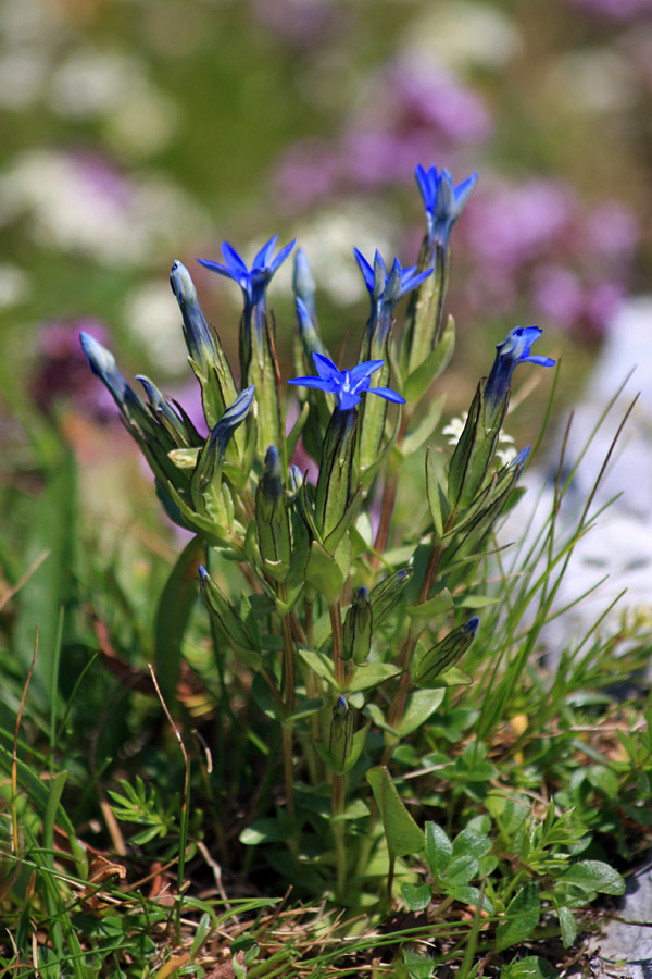 Snežni svišč
Snežni svišč na Mišelj vrhu.
Ključne besede: snežni svišč gentiana nivalis