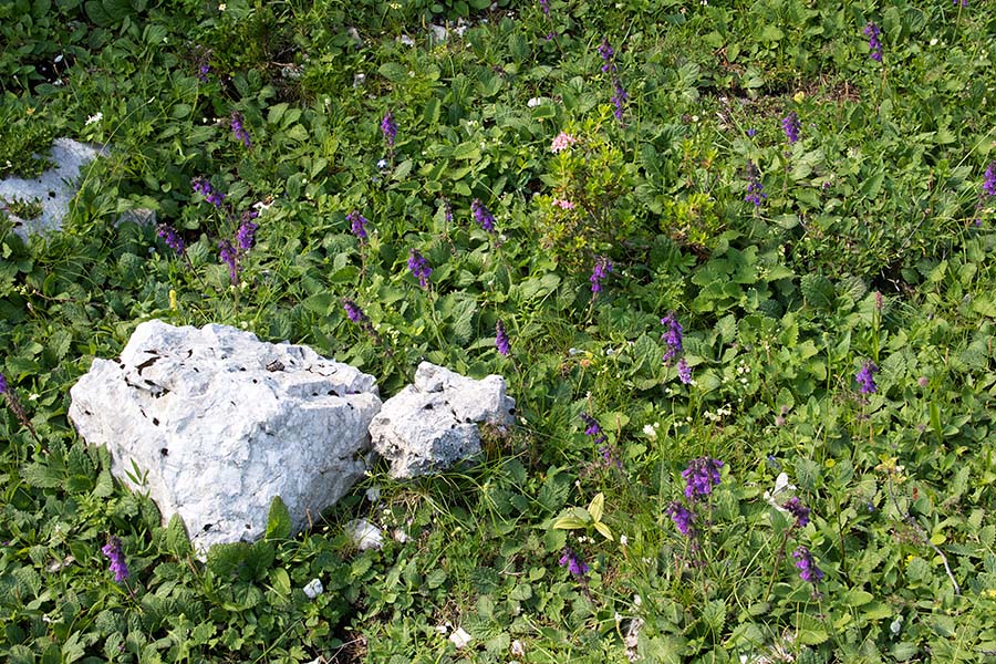 Pirenejska zmajevka
Pirenejska zmajevka nad planino Suha.
Ključne besede: pirenejska zmajevka horminum pyrenaicum