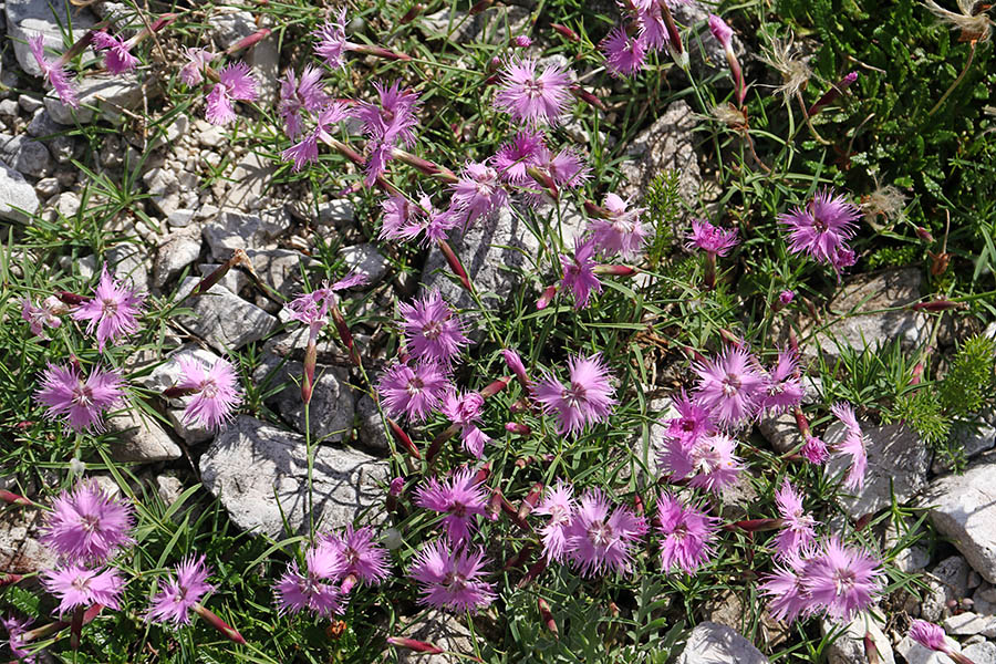 Sternbergov klinček
Del planine Suha ves diši po sternbergovih klinčkih.
Ključne besede: sternbergov klinček dianthus sternbergii