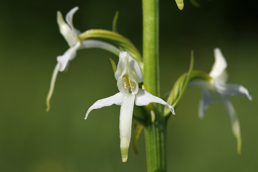 Dvolistni vimenjak
Cvet dvolistnega vimenjaka.
Ključne besede: dvolistni vimenjak platanthera bifolia