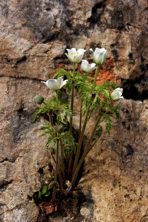 Življenje v skali
Alpski kosmatinec v skali.
Ključne besede: alpski kosmatinec pulsatilla alpina