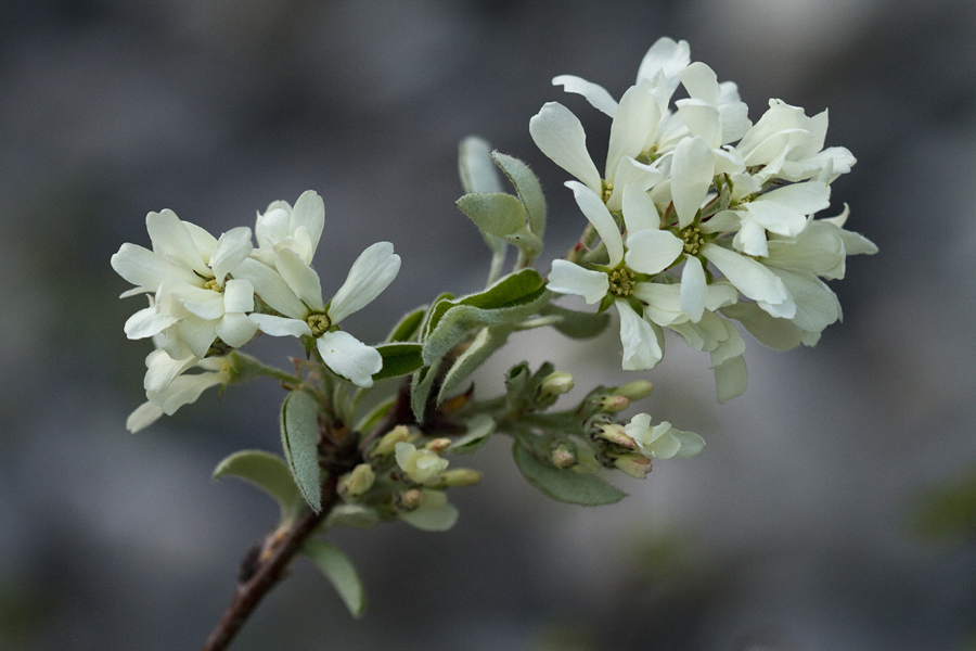 Šmarna hrušica
Cvetovi šmarne hrušice so zelo lepi. Sploh pogled na cel cvetoči grm je čudovit. V stenah Studorja v Bohinju.
Ključne besede: šmarna hrušica amelanchier ovalis