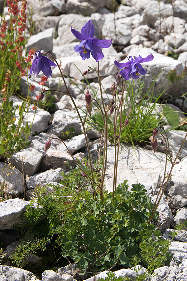 Julijska orlica
Julijska orlica.
Ključne besede: julijska orlica aquilegia julia