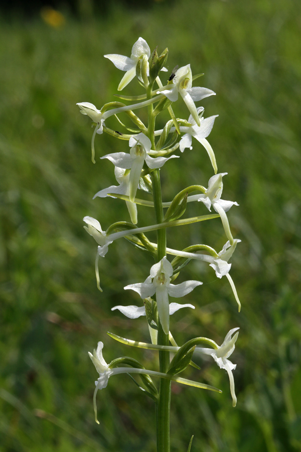 Dvolistni vimenjak
Cvetovi dvolistnega vimenjaka.
Ključne besede: dvolistni vimenjak platanthera bifolia