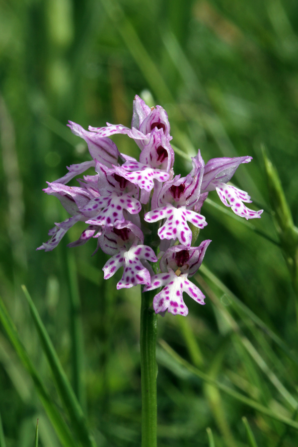 Trizoba kukavica
Pa še ena od trizobih kukavic ob poti na Rudnico.
Ključne besede: trizoba kukavica orchis tridentata