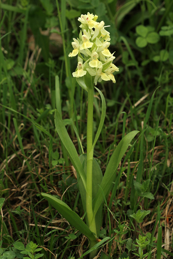 Bezgova prstasta kukavica I.
Bezgova prstasta kukavica cveti v rumeni ali rdeči barvi.
Ključne besede: bezgova prstasta kukavica dactylorhiza sambucina