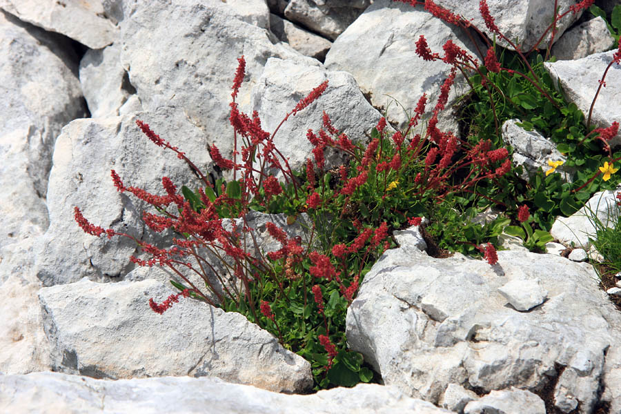 Snežna kislica
Snežna kislica na Mišeljski glavi.
Ključne besede: snežna kislica rumex nivalis