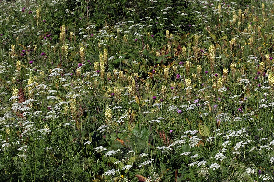 Svet hacquetovih ušivcev
Letos sem jih pravzaprav zamudil, saj se že rahlo barvajo rjavo. Je pa lep pogled na tolikšno število.
Ključne besede: hacquetov ušivec pedicularis hacquetii