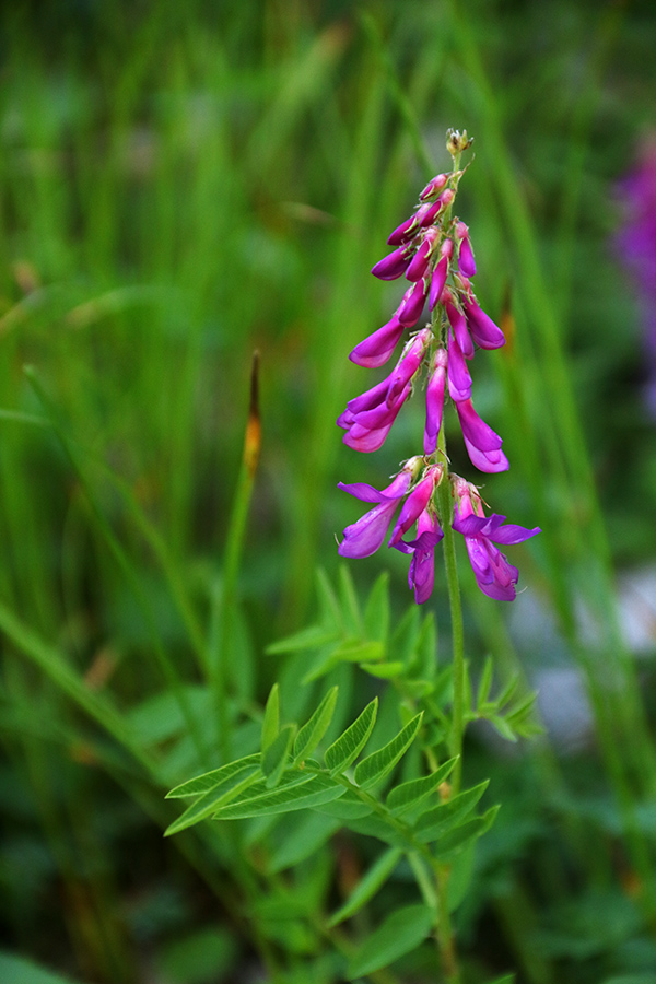 Alpska medenica
Alpska medenica.
Ključne besede: alpska medenica hedysarum hedysaroides