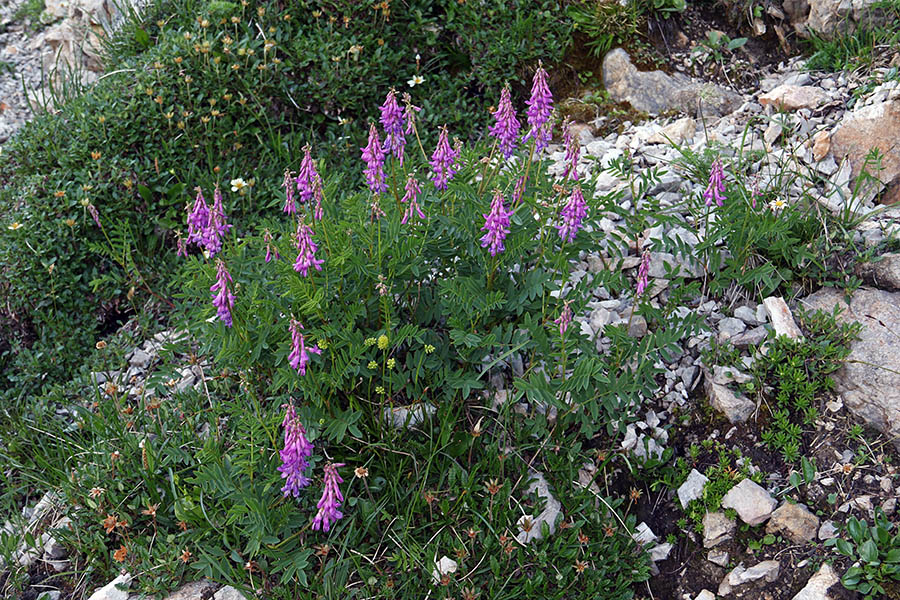 Alpska medenica
Pod Črno prstjo.
Ključne besede: alpska medenica hedysarum hedysaroides