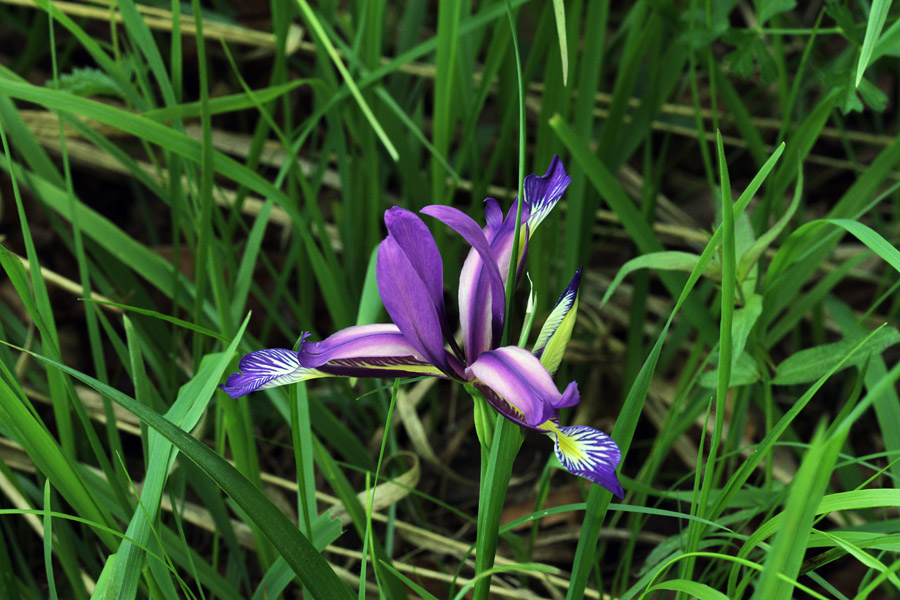 Travnolistna perunika
Travnolistna perunika nad Staro Fužino.
Ključne besede: travnolistna perunika iris graminea