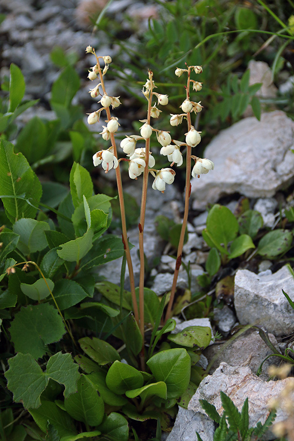 Okroglolistna zelenka
Okroglolistna zelenka pod Črno prstjo
Ključne besede: okroglolistna zelenka pyrola rotundifolia