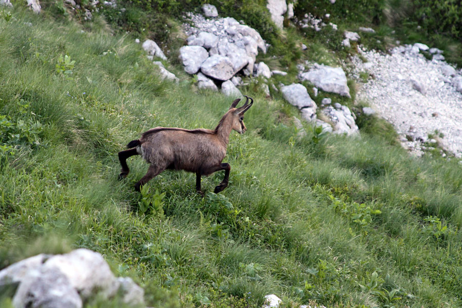 Gams v begu
Gams v begu pod Nizkim vrhom.
Ključne besede: gams rupicapra rupicapra